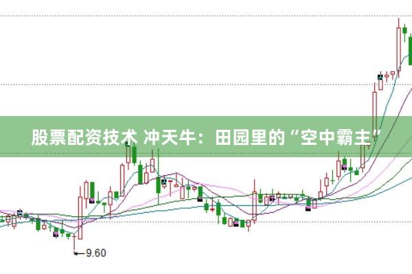 股票配资技术 冲天牛：田园里的“空中霸主”